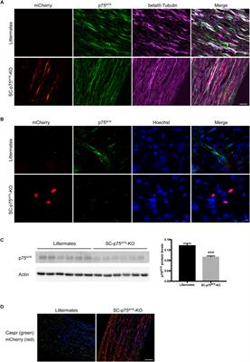 Peripheral Nerve Regeneration Is Independent From Schwann Cell p75NTR Expression